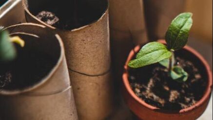 Cardboard tubes with seedlings and a small seedling sprouting in a clay pot.